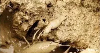 为什么野生小龙虾会比人工养殖的小龙虾更加喜欢打洞呢