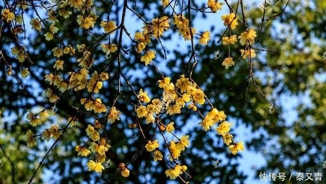 赏花要观色、闻香、赏姿、品韵