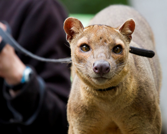 马岛獴:马达加斯加最大的食肉动物,狐猴最大的杀手!