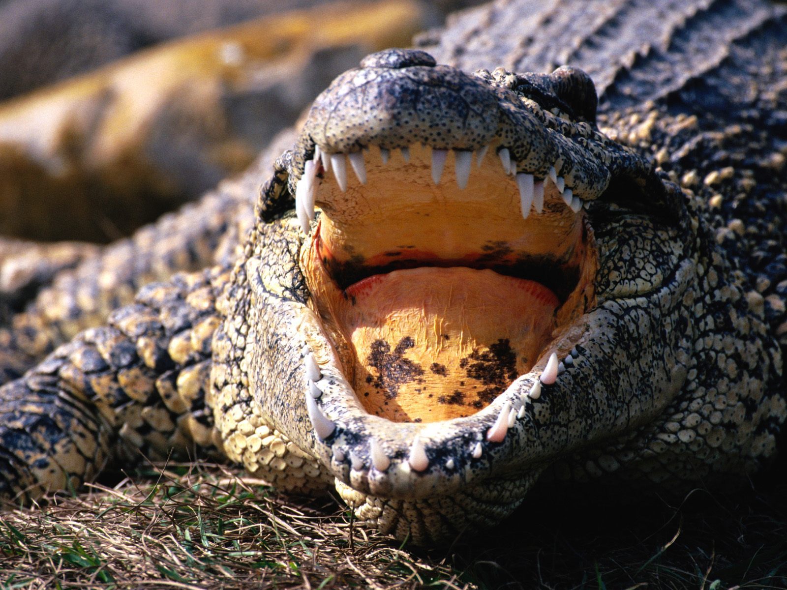 动物王国:鳄鱼,世界上最凶猛的爬行动物_【快资讯】