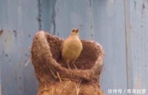 t01fd55597fec3cba27.jpg?size=513x331