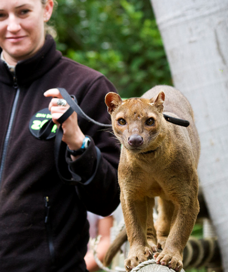 马岛獴:马达加斯加最大的食肉动物,狐猴最大的杀手!