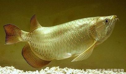 龍魚缸ph值低怎么辦:龍魚缸ph值偏低怎么辦 龍魚百科 第6張 龍魚缸ph值低怎么辦:龍魚缸ph值偏低怎么辦 龍魚百科 第6張