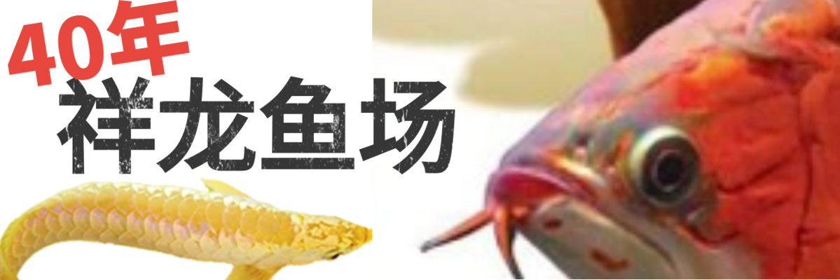 龍魚不吃東西會(huì)不會(huì)餓死：龍魚不吃東西怎么辦 龍魚百科 第11張