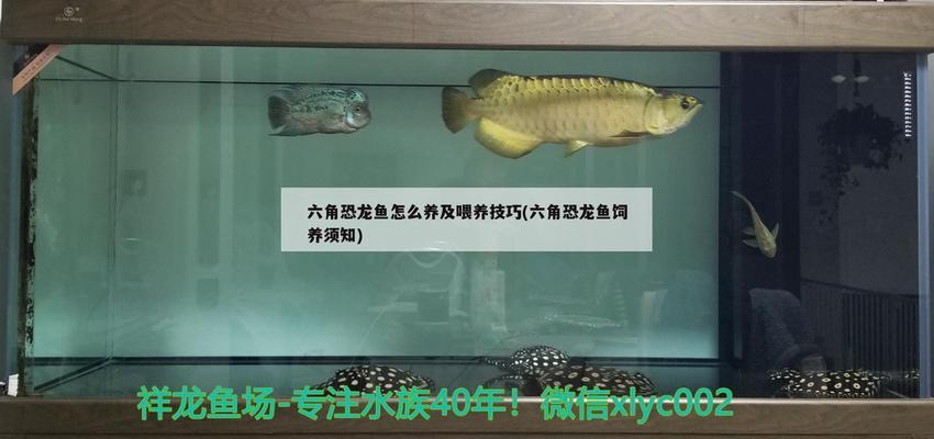 六角龍魚需要打氧氣嗎：六角龍魚喂食技巧(六角恐龍魚喂食技巧 龍魚百科 第9張