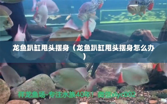 龍魚(yú)放大白片可以喂食嗎:龍魚(yú)為什么會(huì)趴缸 龍魚(yú)百科 第13張 龍魚(yú)放大白片可以喂食嗎:龍魚(yú)為什么會(huì)趴缸 龍魚(yú)百科 第13張